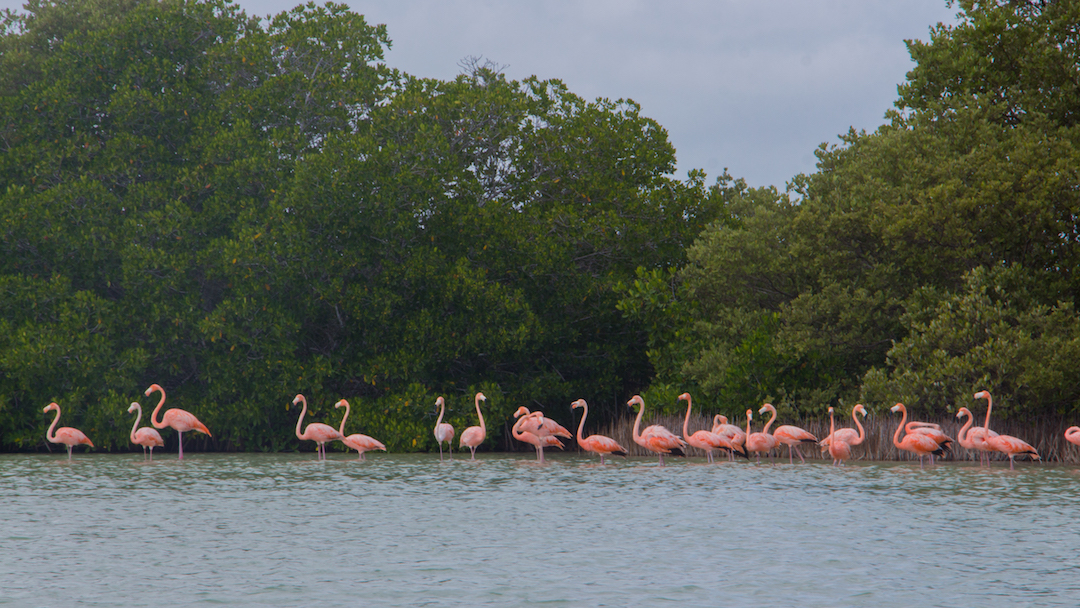 Ser Mar y Laguna La carbonera Reporte Indigo
