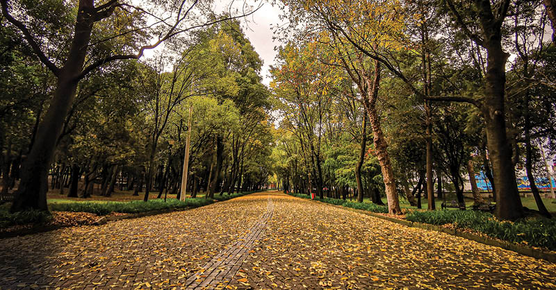 LA PRIMERA SECCIÓN del Bosque de Chapultepec luce tapizada de hojas secas en las zonas menos transitadas