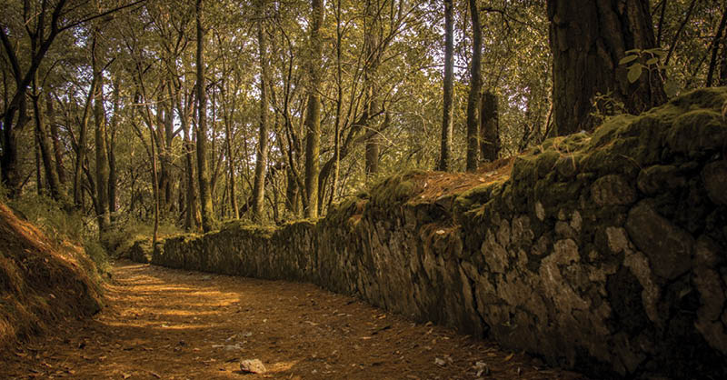 EL OTOÑO también se distingue por la presencia de lluvias que favorecen la caída de las hojas secas.