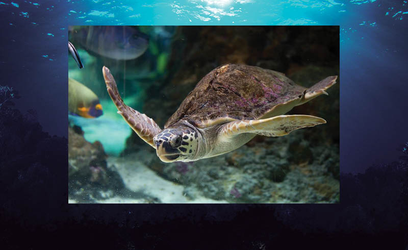 Desde su viaje que comienza en Japón, la tortuga caguama recorre muchos países, sin embargo, México es el más peligro para estos animales.