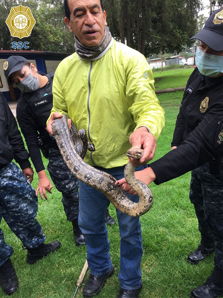 Niños localizan a "Boa constrictor" enredada en un árbol