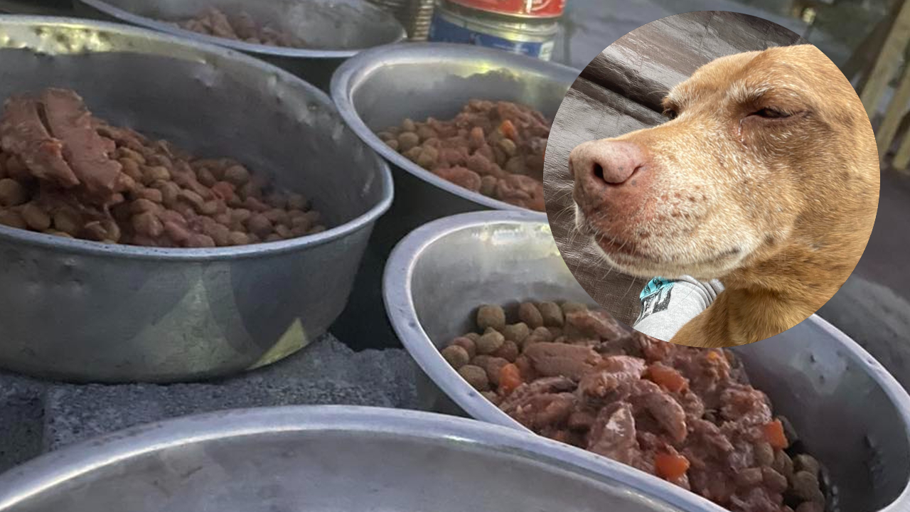 puedes llevar perros al refugio