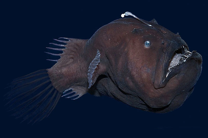 Video del misterioso pez diablo negro cerca de la superficie, ¿es peligroso?